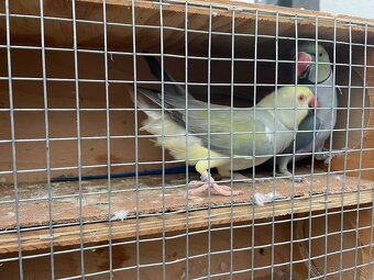 Alexander maly hch - 6