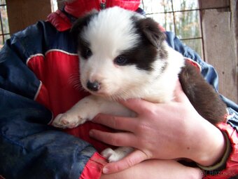 Border kolia čistokrvne šteniatka - 6