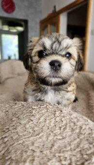 Havanský psík/ Bichon Havanais s PP - 6
