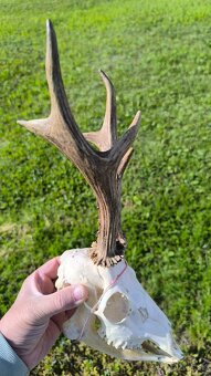 Trofej parohy parozie zhody rohy srnec trofeje - 6