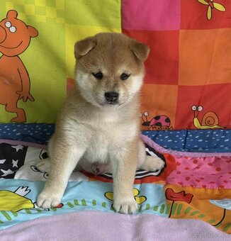 Shiba   s PP / FCI / - 6