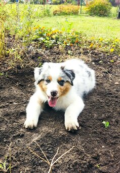 Australský ovčák s PP - 6