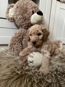 Goldendoodle F2 - 6
