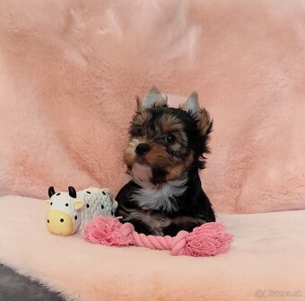 Yorkshire terrier - 6