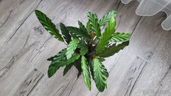Kalatea (Calathea rufibarba) - 6