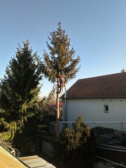 Rizikovy vyrub stromov,cistenie pozemkov - 6