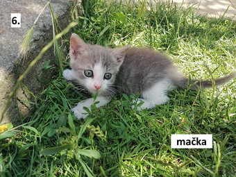 Darujem mačiatka - 6