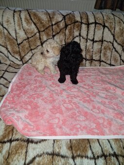 Pudel toy - 6