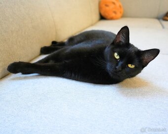 Mačička HILDA hľadá domov - 6