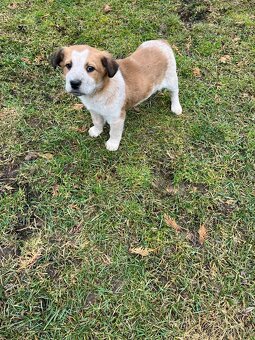 Darujem šteniatko - 6