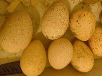 Morka bronzová NV - 6