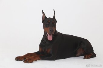 Doberman chovný pes - na krytie - 6