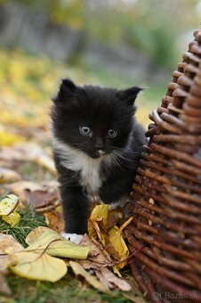 Mainská mývalia - maine coon - MCO 3 mačiatka - 6