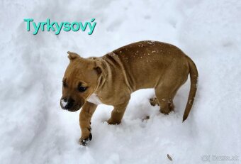 Americký stafordširský teriér - 6