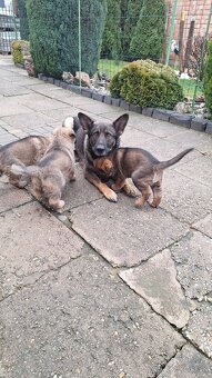 Nemecký ovčiak - 6