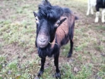 bezrohý cap lamancha s malými uškami - 6