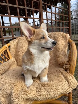 corgi - 6