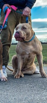 American Bully XL - 6