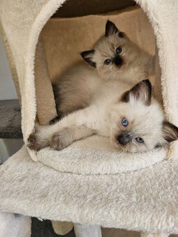 Ragdoll mačiatka - 6