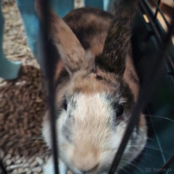 Predám zakrslého zajka – 3 mesiace (s klietkou a doplnkami) - 6
