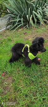 Pudel trpaslíči & Špic trpaslíči - 6