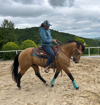 Pripúštanie American Quarter Horse (AQH) - 6