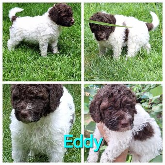 Lagotto romagnolo - psi - 6