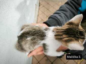 Darujeme mačiatka - 6