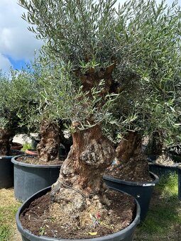 Predám Olivy Bonsai - 6