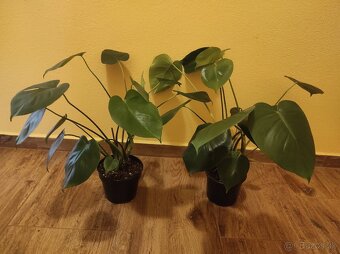 MONSTERA DELICIOSA - 6