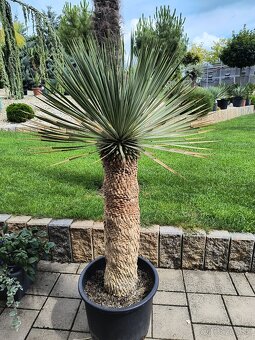 Sabal brazoriensis mrazuvzdornu palmu -16 - 6