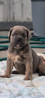Cane Corso s PP - 6