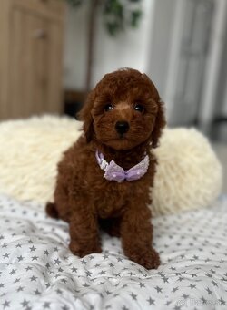 Toy uszkár , poodle , Pudel, pudlik - 6