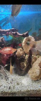 Predám panoramatické akvárium 200l, komplet alebo zvlášť - 6