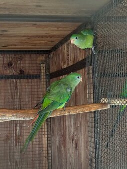 Papagáj nádherný (baraband) - 6