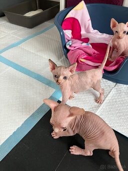 Don Sphynx - 6