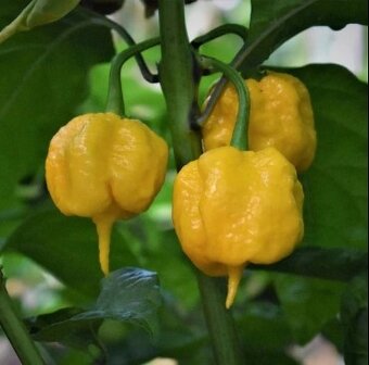 Predaj priesady sadenice planty chilli papriky - 6