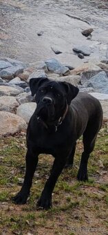 Cane Corso s PP FCI - SAMEC - 6
