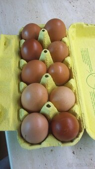 Predám domáce vajíčka z voľného výbehu - 6
