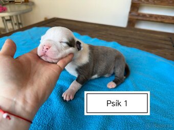 Šteniatka Americký stafordšírský teriér, staford, staffy - 6