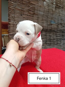 Šteniatka Americký stafordšírský teriér, staford, staffy - 6