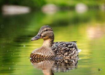 Olympus M.ZUIKO DIGITAL ED 40-150mm - 6