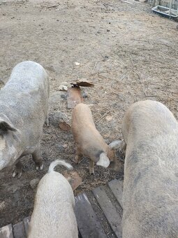Mangalica - 6