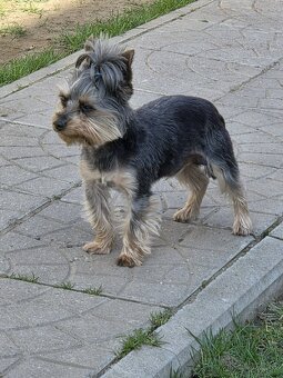 Yorkshirsky terier - 6