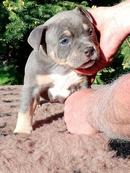 American bully - 6
