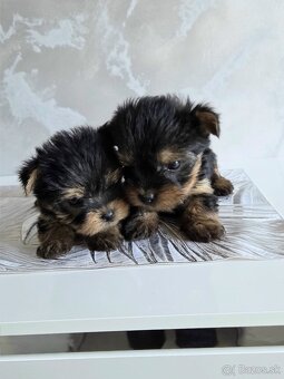 Yorkshirsky terier - 6