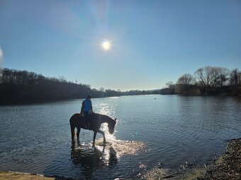Prenájom kobyly - 6