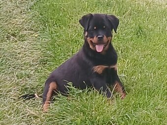 Rotvajler, rottweiler, rtw - 6