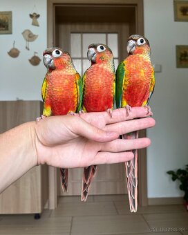Pyrura zelenolící - ručně dokrmená mláďata - 6
