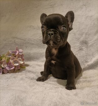 Francúzsky buldoček, šteniatka Blue, Faun, Black Tan - 6